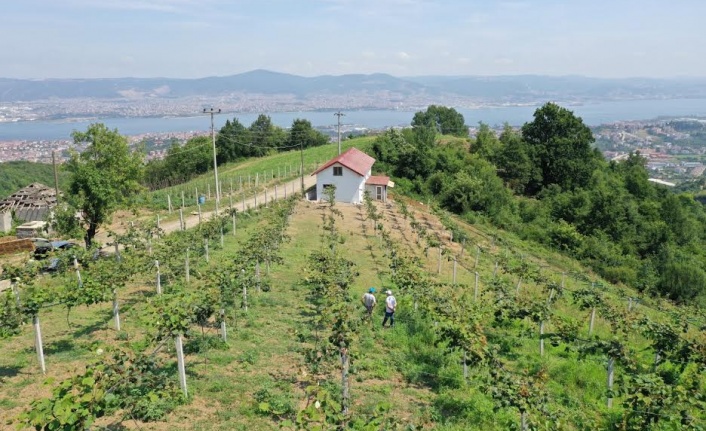 Büyükşehir’den, yüzde 50 hibeli meyve fidanı