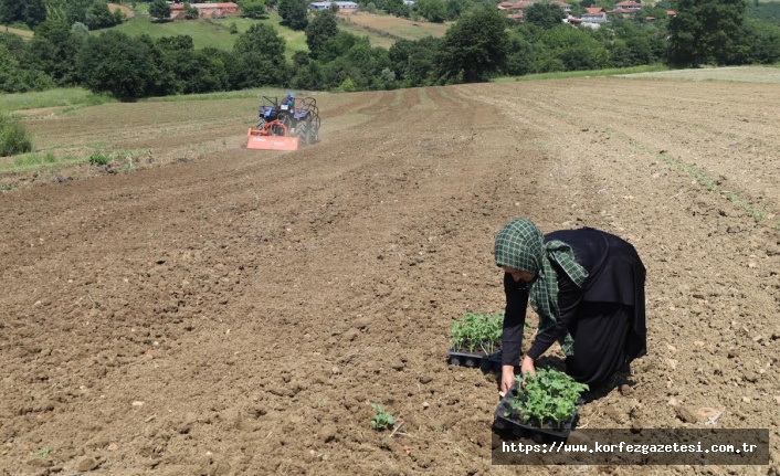 Kocaeli'de, Karpuz Üreticilerine Büyük Destek