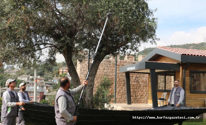 Körfez Belediyesi, Zeytin Hasadına, Başladı