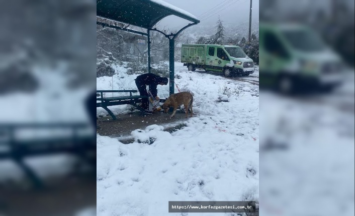 KÖRFEZ BELEDİYESİ, SOKAK HAYVANLARININ AÇ KALMALARINI ÖNLEDİ