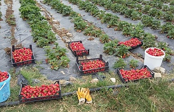 Kocaeli’de üreticilere, 118 bin çilek fidesi dağıtıldı