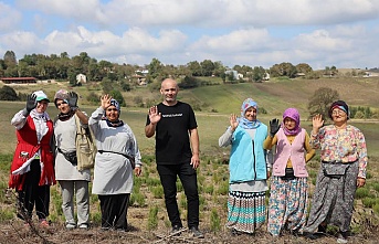 Tıbbi ve aromatik bitkilerin hasadı başladı