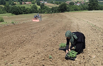 Kocaeli'de, Karpuz Üreticilerine Büyük Destek