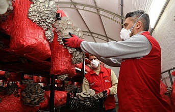 İzmit Belediyesi Ücretsiz İstiridye Mantarı Dağıtıyor