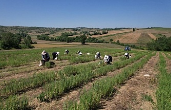 Kocaeli’de, Tıbbi ve Aromatik Bitki Hasadı, başladı